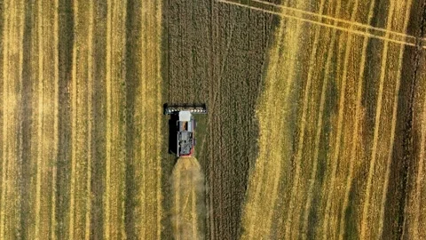 Aerial top-down view of a row of combine harvesters to collect wheat. Overhead Stock Footage 304580113