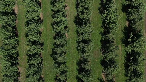 Aerial top down view of rows of apple trees in the orchard at a farm. 库存影片 174054959