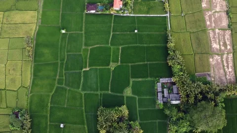 Aerial top down view of rural green field rice landscape countryside Video stock 143622312
