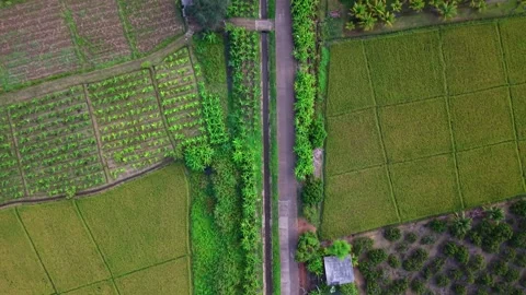 Aerial top down view of rural road through green rice fields and farmlands Video stock 334825029