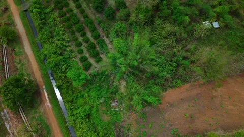 Aerial top down view of rural houses orchard plantations and canal grid Stock Footage 335005319