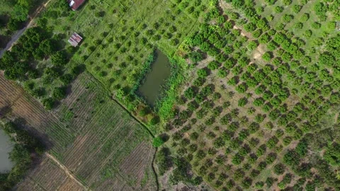 Aerial top down view of rural fruit orchards roads and banana plantation Stock Footage 335008401