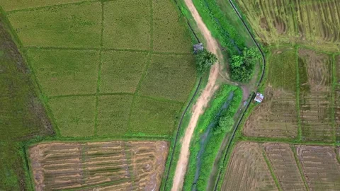 Aerial top down view of rural rice fields and banana plantation 스톡 동영상 335129125