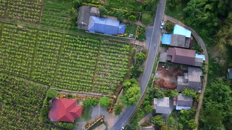 Aerial top down view of rural road through agricultural fields and houses Video stock 335141389