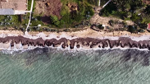Aerial top down view of a sandy beach coastline with Posidonia seaweed washed 스톡 동영상 331045228