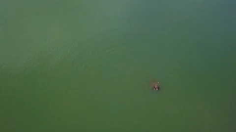 Aerial top down view of sea lion fishing. Stock-Footage 137547550