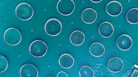 Aerial top down view of a sea fish farm in Corfu, Greece Stock Footage 344743447