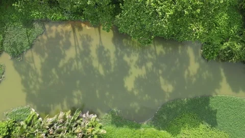 Aerial top down view shadow of trees Video stock 246533606