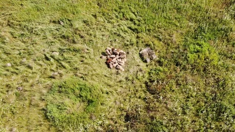 Aerial top down view of sheep lying on a clearing in woods on a Sunny summer day Stock Footage 123984868