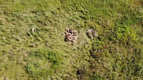 Aerial top down view of sheep lying on a clearing in woods on a Sunny summer day Stock Footage 123985093