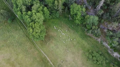 Aerial top down view of sheep, fields and forests 库存影片 143279426