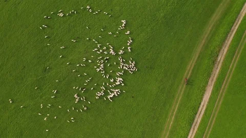 Aerial top down view of sheep on a farm. The herd is slowly moving towards Vidéo 171790615