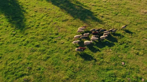 Aerial top down view of sheep herd feeding on grass in green field Vídeos de archivo 250768850