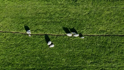 Aerial top down view of sheep herd near small path 4k Stock Footage 261594984