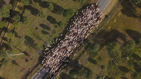 Aerial top down view of sheep flock moving along a country road Stock Footage 328165904