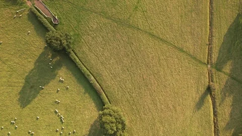 Aerial top-down view of sheep grazing in English farmland Stock Footage 336486392