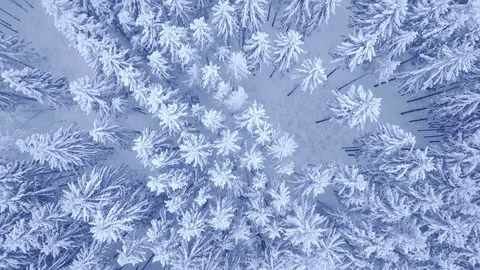 Aerial top down view shooting of flight over the winter young pine forest and Stock Footage 104660356