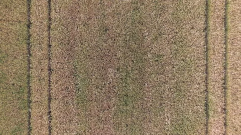 An aerial top-down view shows the intricate patterns and textures of a ripening Stock Footage 337965160
