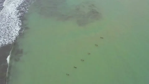 Aerial top down view of six pelicans, Pelecanus occidentalis, Stock Footage 146342196