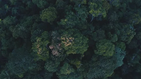 Aerial top down view, slow cinematic shot of tropical forest canopy Stock Footage 165837835