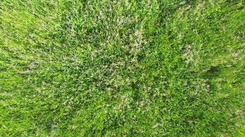 Aerial top down view of slow fly over green windy spring field 4K Stock Footage 201284530