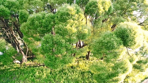 Aerial top down view of a small island in the center of the pond. Footage. Birds Stock-Footage 128250445