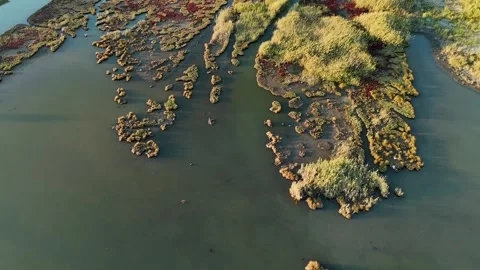 Aerial Top Down View of Small Green Islands in a Wetland Marsh Stock Footage 319364822
