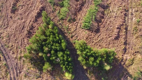 Aerial Top Down View of Small Patch of Trees After Deforestation showing the Stock Footage 332822948
