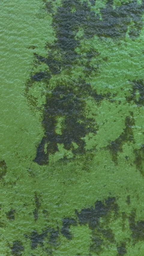 Aerial Top Down View Of Small Boat Floating In Green Algae Water Stock Footage 342250664