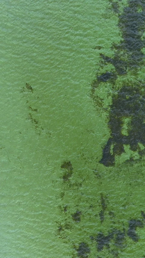 Aerial Top Down View Of Small Boat On Green Water With Algae Vidéo 342251162