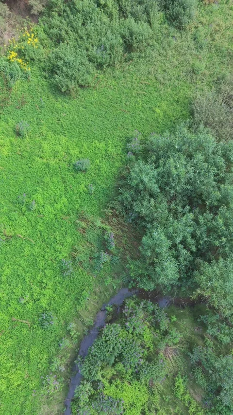 Aerial Top Down View Small Stream Remaining From Dried Lake Bed Green Forest  스톡 동영상 343151362