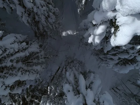 Aerial - Top down view of snow-capped fir trees on sunny day in winter Stock Footage 84759092
