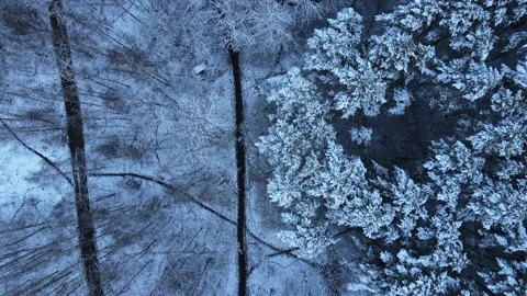 Aerial Top Down View Of Snow Covered park trees and walking paths in the snow Stock Footage 145359959