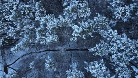 Aerial Top Down View Of Snow Covered park trees and walking paths in the snow Stock Footage 145359963