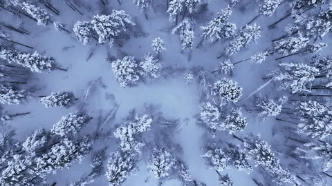 Aerial top down view of snow covered forest in winter, Norway Vídeo Stock 340038209