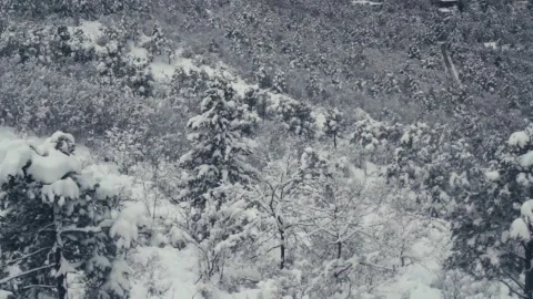 Aerial top down view of snow covered winter forest. Beautiful frost covered Stock Footage 341389563