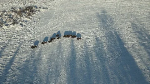 Aerial top down view of the snowy winter field. A herd of bison buffalo runs Stock Footage 197363424