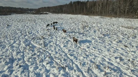 Aerial top down view of the snowy winter field. A herd of bison buffalo runs Stock Footage 197363449