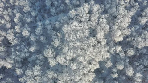 Aerial Top Down View of a Snowy Forest in the South Urals, Russia Stock Footage 318485094
