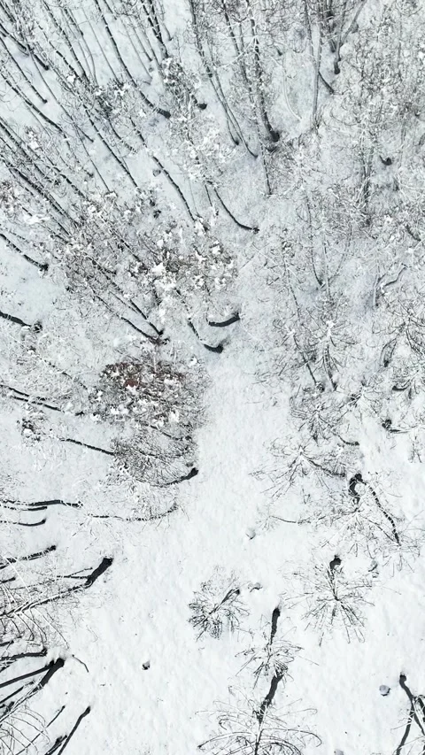 Aerial top down view of a snowy forest with bare trees The Concept of Winte.. Stock-Footage 327269743