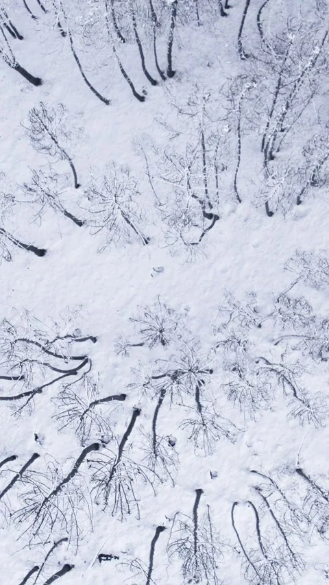 Aerial Top Down View Of A Snowy Forest With Bare Trees Stock Footage 327269747