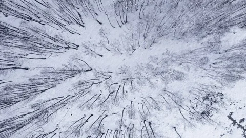 Aerial top down view of a snowy forest with bare trees The Concept of Winte.. Stock Footage 327445193