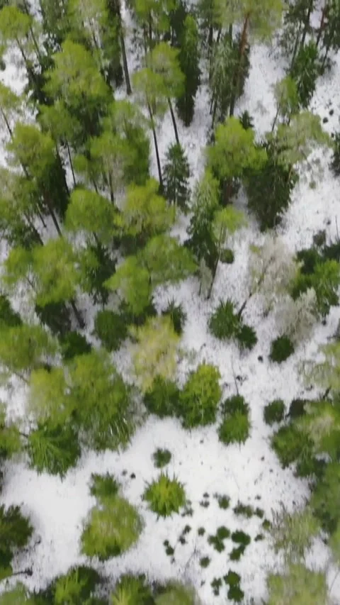 Aerial top down view of snowy green pine forest Vídeo Stock 334170330