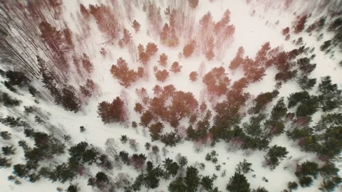 Aerial top down view of snowy winter forest with pine trees and sun flare Stock Footage 336296139
