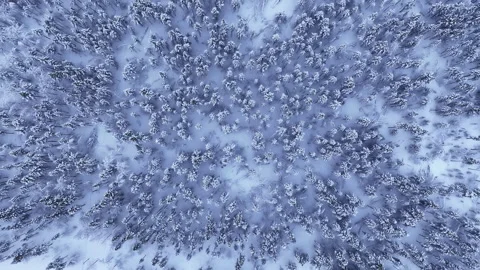 Aerial top-down view of a snowy winter forest, Norway 動画素材 340038184