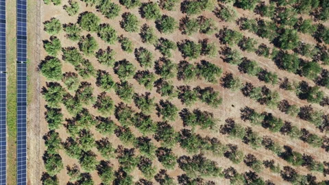 Aerial top-down view of solar panels and olive trees orchard Stock Footage 345363861