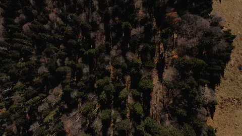 Aerial top down view of spruce tree forest in the autumn on a mountain landscape Stock Footage 128174890