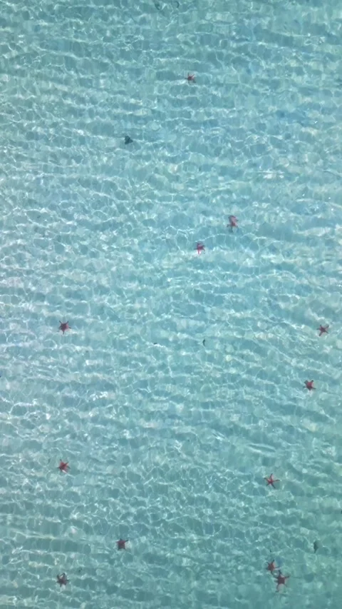 Aerial Top Down View of Starfish in Clear Tropical Sea in Phu Quoc Stock Footage 345023668