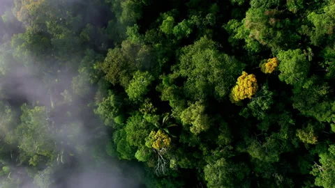 Aerial top down view of a stunning tropical forest canopy Stock Footage 234940269