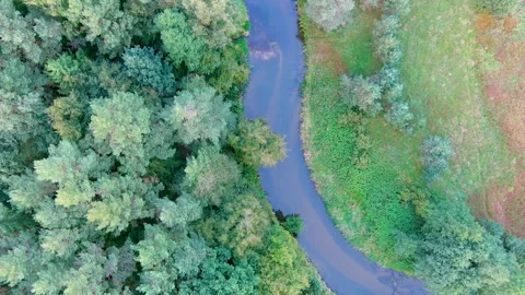 Aerial top down view of summer forest with narrow river winding among the trees. Stock Footage 279865708
